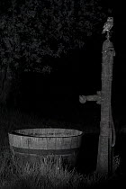 Little owl (Athene noctua) on water pump in garden, taken at night with infra red remote camera trap, Mayenne, Pays de Loire, France.