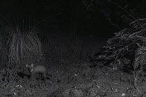 Pine marten (Martes martes) at night, taken with infra-red remote camera trap, France, August.