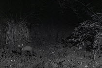 Pine marten (Martes martes) at night, taken with infra-red remote camera trap, France, August.