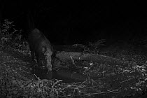 Wild Boar (Sus scrofa) taken at night with infra red remote camera trap, Mayenne, Pays de Loire, France.