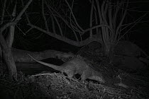 Otter (Lutra lutra) on river bank, taken at night with infra red remote camera trap, Mayenne, Pays de Loire, France.
