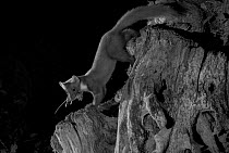 Pine marten (Martes martes) with mouse prey in garden, taken at night with infra red remote camera trap, Mayenne, Pays de Loire, France, July.