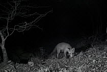Red fox (Vulpes vulpes) taken at night with infra-red remote camera trap, France, September.