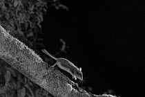 Dormouse (Eliomys quercinus) taken at night with infra-red remote camera trap, France, July.