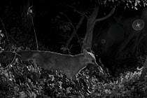 Red fox (Vulpes vulpes) with dead feral kitten prey, taken at night with infra red remote camera trap, Mayenne, Pays de Loire, France, July.