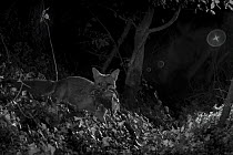 Red fox (Vulpes vulpes) with dead feral kitten prey, taken at night with infra red remote camera trap, Mayenne, Pays de Loire, France, July.