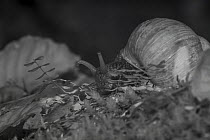Snail (Helix pomatia) at night, taken with infra-red remote camera trap, Slovenia, October.