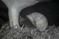 Snail (Helix pomatia) and mushroom at night, taken with infra-red remote camera trap, Slovenia, October.