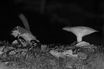 Forest dormouse (Dryomys nitedula) carrying bait (pear) next to mushroom, at night, taken with infra red remote camera trap, Slovenia, October.