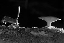 Forest dormouse (Dryomys nitedula) carrying bait (pear) next to mushroom, at night, taken with infra red remote camera trap, Slovenia, October.