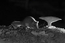 Edible dormouse (Glis glis) and mushroom at night taken with infra red remote camera trap, Slovenia, October.