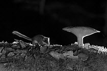 Forest dormouse (Dryomys nitedula) feeding on bait (pear) next to mushroom, at night, taken with infra red remote camera trap, Slovenia, October.