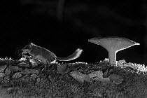 Forest dormouse (Dryomys nitedula) with bait (a piece of pear), walking by mushroom at night, taken with infra red remote camera trap, Slovenia, October.
