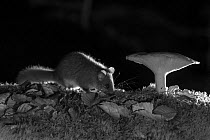 Edible dormouse (Glis glis) and mushroom at night, taken with infra red remote camera trap, Slovenia, October.