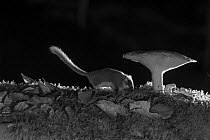 Forest dormouse (Dryomys nitedula) and mushroom at night, taken with infra red remote camera trap, Slovenia, October.