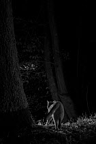 Feral cat (Felis catus) at night, taken with infra-red remote camera trap, France, November.