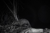Otter (Lutra lutra) on river bank at night, taken with infra red remote camera trap, Mayenne, Pays de Loire, France, January.