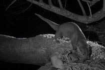 Otter (Lutra lutra) on river bank, taken at night with infra red remote camera trap, Mayenne, Pays de Loire, France, December.