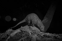 Otter (Lutra lutra) on river bank, taken at night with infra red remote camera trap, Mayenne, Pays de Loire, France, March.