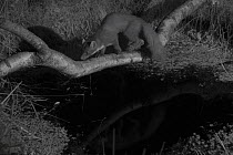 Pine marten (Martes martes) in garden, crossing branch over pond, taken at night with infra red remote camera trap, Mayenne, Pays de Loire, France, July.