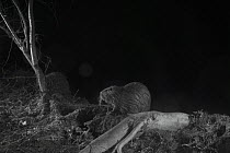 Coypu (Myocastor coypus) taken at night with infra-red remote camera trap, France, January.