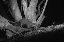 Otter (Lutra lutra) on river bank, taken at night with infra red remote camera trap, Mayenne, Pays de Loire, France, March.