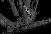 Grey heron (Ardea cinerea) at night, taken with infra-red remote camera trap, Mayenne, France, February.