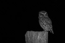 Little owl (Athene noctua) on post in garden, taken at night with infra red remote camera trap, Mayenne, Pays de Loire, France.