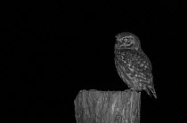 Little owl (Athene noctua) on post in garden, taken at night with infra red remote camera trap, Mayenne, Pays de Loire, France, March.