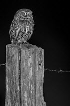 Little owl (Athene noctua) on post in garden, taken at night with infra red remote camera trap, Mayenne, Pays de Loire, France.