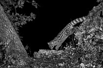 European genet (Genetta genetta) taken at night with infra red remote camera trap, Ariege, France, May.