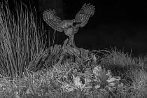 Little owl (Athene noctua) landing on tree stump in garden, taken at night with infra red remote camera trap, Mayenne, Pays de Loire, France.