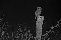 Tawny owl (Strix aluco) on post, taken at night with infra-red remote camera trap, France, April.