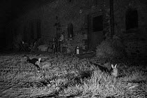 Rabbits (Oryctolagus cuniculus) in garden, taken at night with infra red remote camera trap, Mayenne, Pays de Loire, France.