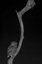 Little owl (Athene noctua) on branch in garden, taken at night with infra red remote camera trap, Mayenne, Pays de Loire, France.