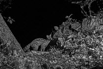 European genet (Genetta genetta) taken at night with infra red remote camera trap, Ariege, France, May.