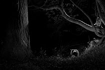 Badger (Meles meles) in garden, taken at night with infra red remote camera trap, Mayenne, Pays de Loire, France, August.