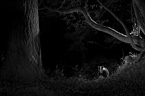 Badger (Meles meles) in garden, taken at night with infra red remote camera trap, Mayenne, Pays de Loire, France, August.