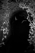 Bats (Microchiroptera) in flight under bridge, taken at night with infra red remote camera trap, Mayenne, Pays de Loire, France, August.