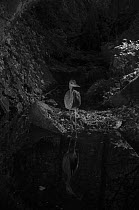 Grey heron (Ardea cinerea) at water's edge at night, taken with infra-red remote camera trap, France, October.