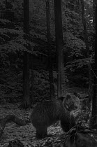 European brown bear (Ursus arctos arctos) walking through forest at night, taken with infra red remote camera trap, Slovenia, October.