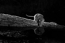 Brown Rat (Rattus norvegicus) on branch over garden pond, Mayenne, Pays de Loire, France, August.