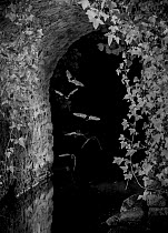 Bats (Microchiroptera) in flight, hunting insects under bridge, taken at night with infra red remote camera trap, Mayenne, Pays de Loire, France, August.