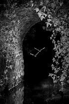 Bats (Microchiroptera) in flight, hunting insects under bridge, taken at night with infra red remote camera trap, Mayenne, Pays de Loire, France, August.