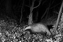Badger (Meles meles) at night, infra red remote camera trap photo, Mayenne, Pays de la Loire, France, January.