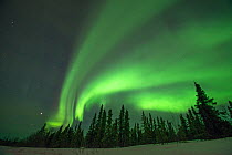 Northern lights (Aurora borealis) glowing brightly over trees along Steese Highway, Cleary Point, outside Fairbanks, Alaska
