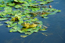 Marsh frog (Pelophylax ridibundus) sitting on a Water chestnut (Trapa natans) carpet. Danube Delta, Romania, June.