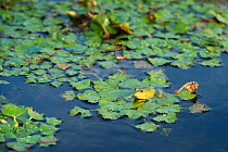 Marsh frog (Pelophylax ridibundus) sitting on a Water chestnut (Trapa natans) carpet. Danube Delta, Romania, June.