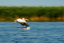 White pelican (Pelecanus onocrotalus) in flight, blurred motion photograph, Danube Delta, Romania.