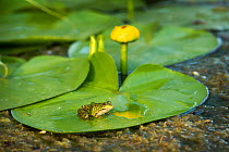 Pool frog (Pelophylax lessonae) on a leaf of the Yellow waterlily (Nuphar lutea) Danube Delta, Romania, June.
